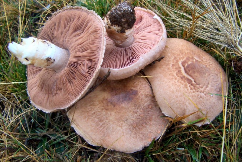 Agaricus sp